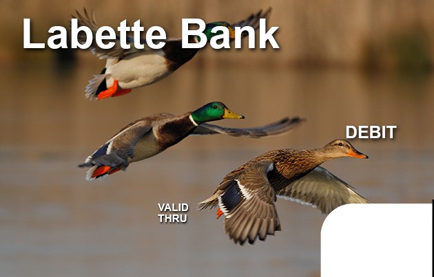 Ducks